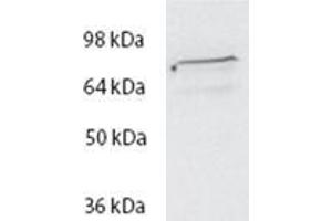 ABIN570717 (2µg/ml) staining of HeLa lysate (35µg protein in RIPA buffer). (Spartin (SPART) (Internal Region) Antikörper)