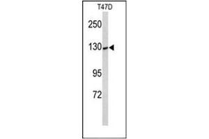 Western blot analysis of KCNH7 Antibody (N-term) in T47D cell line lysates (35ug/lane).
