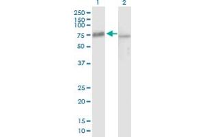 Western Blot analysis of PES1 expression in transfected 293T cell line by PES1 MaxPab polyclonal antibody. (PES1 Antikörper  (AA 1-588))