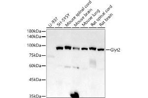 Western blot analysis of extracts of various cell lines, using Glyt2 antibody (ABIN7270475) at 1:1000 dilution. (SLC6A5 Antikörper)