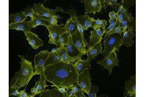 Immunofluorescence (IF) image for anti-Cadherin 5 (CDH5) antibody (ABIN2664234) (Cadherin 5 Antikörper)