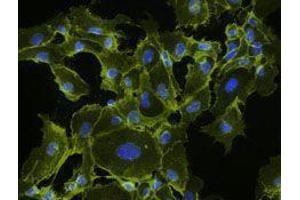 Immunofluorescence (IF) image for anti-Cadherin 5 (CDH5) antibody (ABIN2664233) (Cadherin 5 Antikörper)