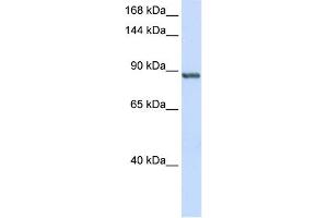WB Suggested Anti-INTS6 Antibody Titration:  0. (INTS6 Antikörper  (C-Term))