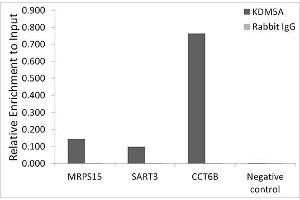 Chromatin immunoprecipitation analysis of extracts of HCT116 cells, using KDM5A antibody (ABIN6131816, ABIN6142800, ABIN6142801 and ABIN6223074) and rabbit IgG. (KDM5A Antikörper)