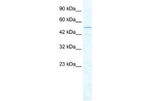 WB Suggested Anti-CHD1L Antibody Titration:  2.