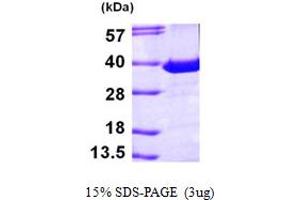 SDS-PAGE (SDS) image for Phosphatidylinositol Transfer Protein, alpha (PITPNA) (AA 1-270) protein (His tag) (ABIN667295)