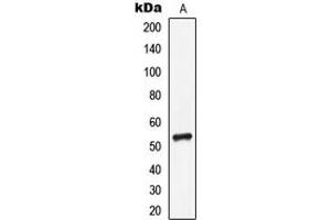Western blot analysis of CD85i expression in MCF7 (A) whole cell lysates.