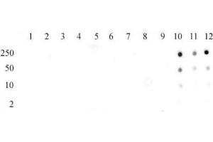 Histone H3 acetyl Lys56 pAb tested by dot blot analysis.