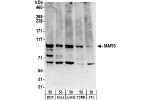 Western Blotting (WB) image for anti-Mars (MARS) (AA 650-700) antibody (ABIN7454994)