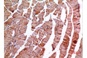 Immunohistochemistry (IHC) analysis of paraffin-embedded Mouse Muscle, antibody was diluted at 1:100. (INHBE Antikörper  (C-Term))
