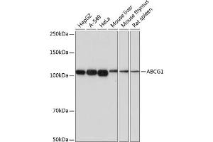 Western blot analysis of extracts of various cell lines, using  antibody (ABIN7265744) at 1:1000 dilution. (ABCG1 Antikörper)