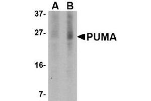 Western Blotting (WB) image for anti-BCL2 Binding Component 3 (BBC3) (AA 76-170) antibody (ABIN492518) (PUMA Antikörper  (AA 76-170))