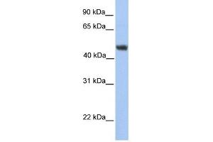 ALG2 antibody used at 1 ug/ml to detect target protein.