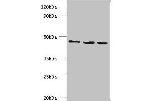 Western blot All lanes: Histone-binding protein RBBP7 antibody at 10 μg/mL Lane 1: A431 whole cell lysate Lane 2: NIH/3T3 whole cell lysate Lane 3: HepG2 whole cell lysate Secondary Goat polyclonal to rabbit IgG at 1/10000 dilution Predicted band size: 48, 53 kDa Observed band size: 48 kDa (RBBP7 Antikörper  (AA 1-230))