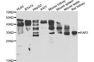 Western blot analysis of extracts of various cell lines, using EAF2 antibody (ABIN5974281) at 1/1000 dilution. (EAF2 Antikörper)