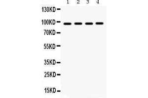 Anti- GRP94 Picoband antibody, Western blottingAll lanes: Anti GRP94  at 0. (GRP94 Antikörper  (AA 43-221))