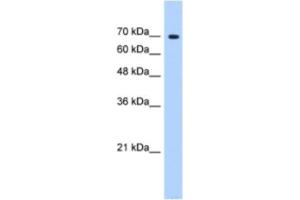 Western Blotting (WB) image for anti-Splicing Factor 4 (SF4) antibody (ABIN2462290) (Splicing Factor 4 Antikörper)