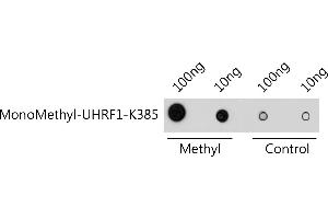 Dot-blot analysis of all sorts of methylation peptides using MonoMethyl-UHRF1-K385 antibody  at 1:1000 dilution. (UHRF1 Antikörper  (meLys385))