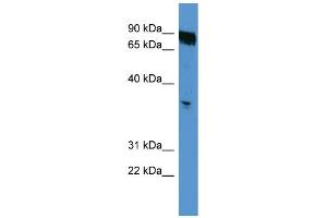 WB Suggested Anti-OR2K2 Antibody Titration: 0. (OR2K2 Antikörper  (C-Term))