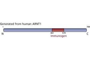 Image no. 3 for anti-Aryl Hydrocarbon Receptor Nuclear Translocator (ARNT) (AA 461-574) antibody (ABIN968356) (ARNT Antikörper  (AA 461-574))