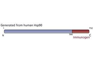 Image no. 1 for anti-Heat Shock Protein 90 (HSP90) (AA 586-732) antibody (ABIN967958) (HSP90 Antikörper  (AA 586-732))