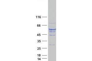 Validation with Western Blot (TUBB5 Protein (Myc-DYKDDDDK Tag))