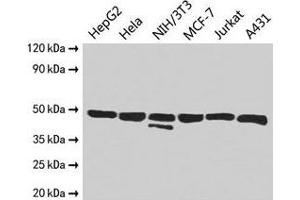 Western Blot Positive WB detected in: HepG2 whole cell lysate, Hela whole cell lysate, NIH/3T3 whole cell lysate, MCF-7 whole cell lysate, Jurkat whole cell lysate, A431 whole cell lysate All lanes: ENO1 antibody at 2. (ENO1 Antikörper  (AA 2-428))