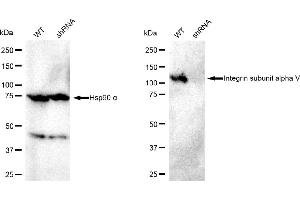 Western blotting analysis using Integrin subunit alpha V antibody (ABIN7800943). (CD51 Antikörper)