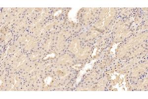 Detection of ADPN in Porcine Kidney Tissue using Monoclonal Antibody to Adiponectin (ADPN) (ADIPOQ Antikörper  (AA 18-243))