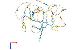 WIPF3 Protein (AA 1-483) (His tag)
