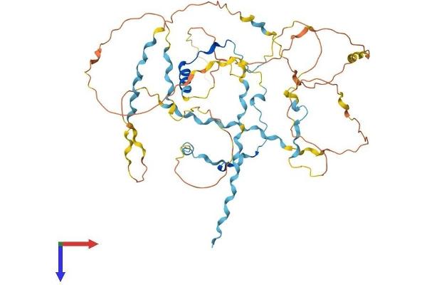 WIPF3 Protein (AA 1-483) (His tag)