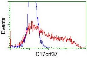 Image no. 2 for anti-Chromosome 17 Open Reading Frame 37 (C17orf37) antibody (ABIN1501775) (C17orf37 Antikörper)