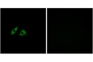 Immunofluorescence (IF) image for anti-G Protein-Coupled Receptor 152 (GPR152) (AA 301-350) antibody (ABIN2890852) (GPR152 Antikörper  (AA 301-350))
