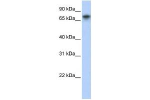 Western Blotting (WB) image for anti-Tripartite Motif Containing 29 (TRIM29) antibody (ABIN2457958) (TRIM29 Antikörper)