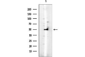 anti-DEAD (Asp-Glu-Ala-Asp) Box Polypeptide 39B (DDX39B) antibody