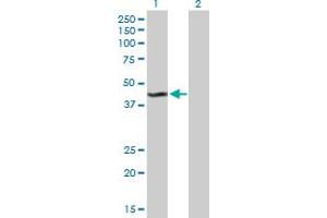Western Blot analysis of KMO expression in transfected 293T cell line by KMO MaxPab polyclonal antibody. (KMO Antikörper  (AA 1-407))