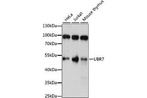 Western blot analysis of extracts of various cell lines, using UBR7 antibody (ABIN6293313) at 1:1000 dilution. (UBR7 Antikörper)