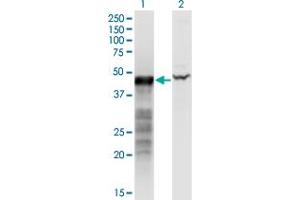 Western Blot analysis of BNIP2 expression in transfected 293T cell line by BNIP2 monoclonal antibody (M02), clone 8C6. (BNIP2 Antikörper  (AA 1-314))