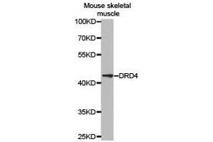 Western Blotting (WB) image for anti-Dopamine Receptor D4 (DRD4) antibody (ABIN1872359) (DRD4 Antikörper)