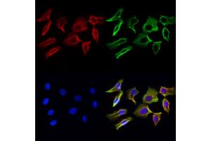 ABIN6264119 and ABIN6272974 staining Hela cells by IF/ICC. (PDLIM7 Antikörper  (N-Term))
