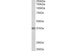 AP23220PU-N POLDIP2 antibody staining of Mouse Liver lysate at 2 µg/ml (35µg protein in RIPA buffer). (POLDIP2 Antikörper  (Internal Region))