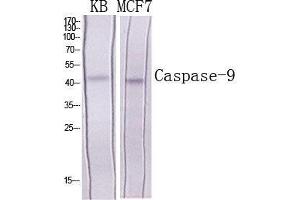 Western Blot (WB) analysis of specific cells using Caspase-9 Polyclonal Antibody. (Caspase 9 Antikörper  (Ser203))