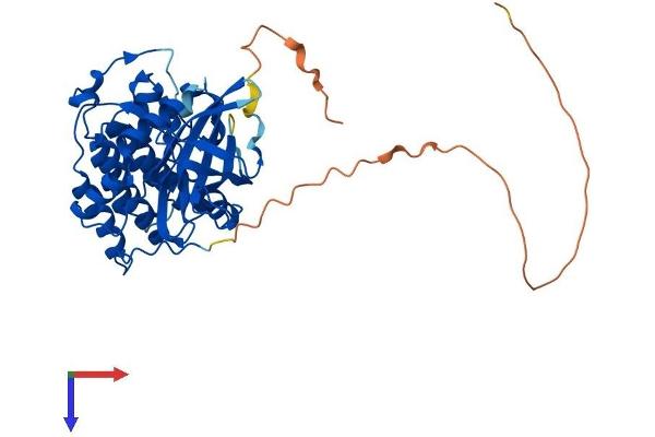 VRK1 Protein (AA 1-396) (His tag)