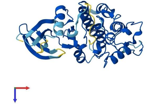 CDK5 Protein (AA 1-292) (His tag)