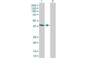 Western Blot analysis of PECI expression in transfected 293T cell line by PECI MaxPab polyclonal antibody.