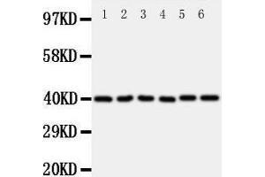 Western Blotting (WB) image for anti-WNT1 Inducible Signaling Pathway Protein 1 (WISP1) (AA 354-367), (C-Term) antibody (ABIN3043974) (WISP1 Antikörper  (C-Term))