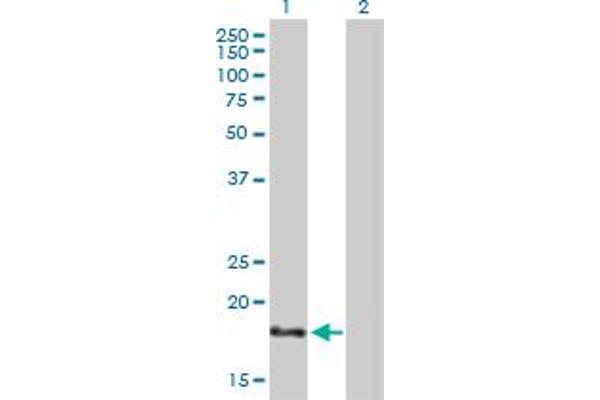 NHLH1 Antikörper  (AA 1-133)
