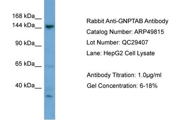 GNPTAB Antikörper  (N-Term)