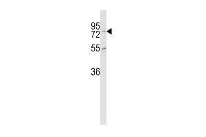 Western blot analysis of CPZ Antibody (N-term) (ABIN390459 and ABIN2840830) in K562 cell line lysates (35 μg/lane). (CPZ Antikörper  (N-Term))