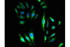 Immunofluorescence (IF) image for anti-Guanine Nucleotide Binding Protein (G Protein), beta Polypeptide 4 (GNB4) (AA 105-185) antibody (ABIN7154741)